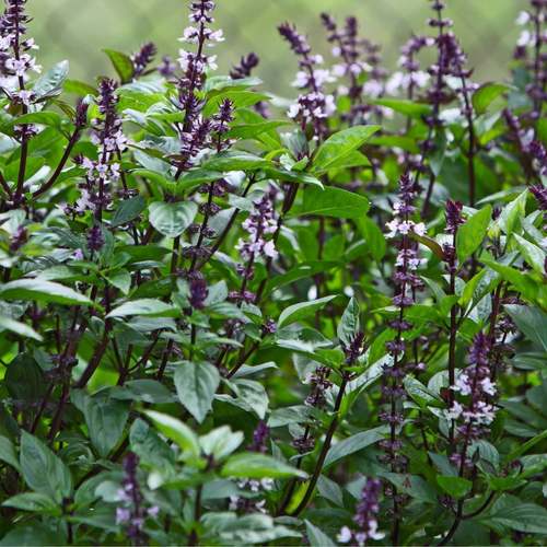 罗勒种子可食用香草盆栽四季