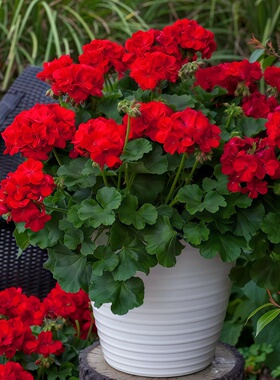 红色天竺葵种子大花洋绣球易种花卉花期长阳台盆栽花园多年生花籽