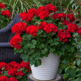 红色天竺葵种子大花洋绣球易种花卉花期长阳台盆栽花园多年生花籽