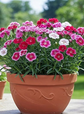 五彩石竹种子美国石竹花种籽地被石竹十样锦常夏石竹耐寒多年生