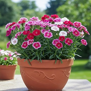 五彩石竹种子美国石竹花种籽地被石竹十样锦常夏石竹耐寒多年生