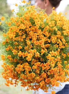 密花孔雀草种子橙色单瓣孔雀草耐热易爆花花量大草花万寿菊春夏播