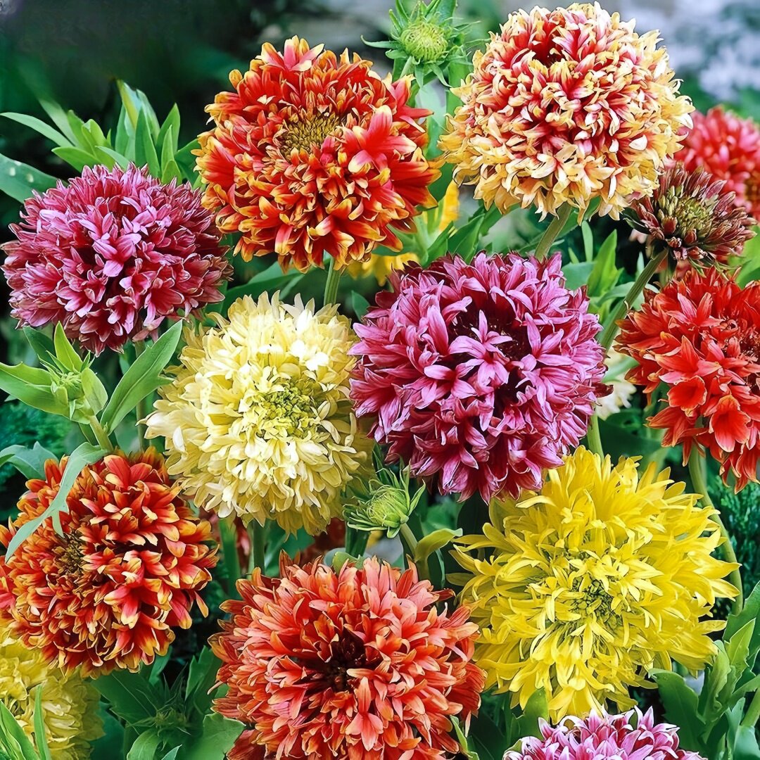 矢车天人菊种子春秋多年生耐寒菊花种籽四季开花籽室外庭院虎皮菊 - 实物图