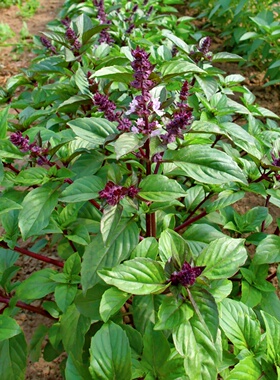 肉桂罗勒种子桂皮罗勒cinnamon basil九层塔种籽泰国罗勒盆栽香草