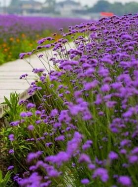 【柳叶马鞭草种子】马鞭草种籽紫色花海婚纱摄影长花期景观花种子