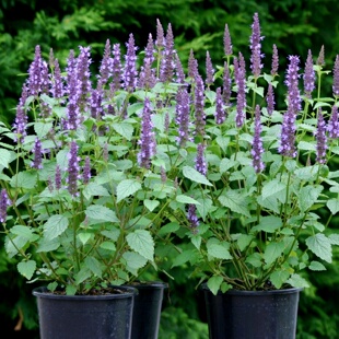 藿香种子山茴香合香花种籽食用香草药多年生宿根耐寒芳香蜜源植物