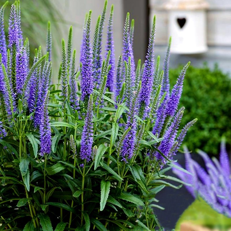 多年生婆婆纳种子线性花材