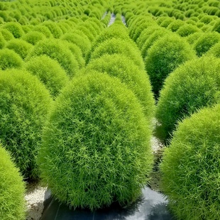 细叶地肤种子绿地肤扫帚草花籽阳台盆栽植庭院植物观叶花卉花种籽