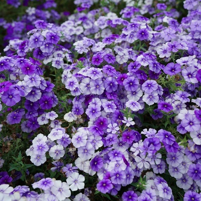 福禄考种子穆迪蓝调耐寒芝樱花