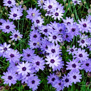 蓝箭菊种子爱神箭玻璃菊花籽多年生耐寒花卉阳台盆栽庭院花境