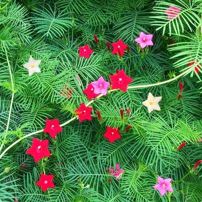 羽叶茑萝种子花卉五角星夏季