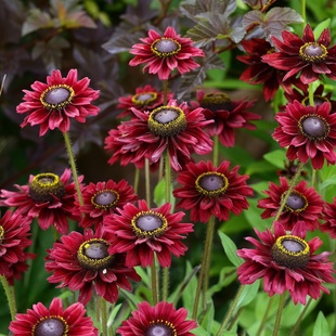 进口金光菊种子樱桃白兰地cherrybrandy撒哈拉阳台庭院黑心菊花籽