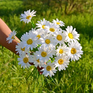 大滨菊种子洋甘菊雏菊大白菊园林景观花海庭院多年生花种花籽草花