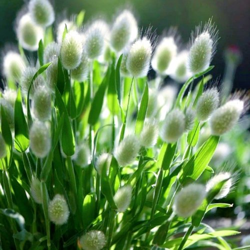 观赏草兔尾草种子狐尾三叶草籽