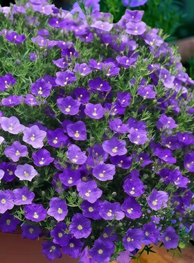 赛亚麻种子蓝紫色银杯草高杯花矮生花种籽阳台盆栽垂吊爆花多年生