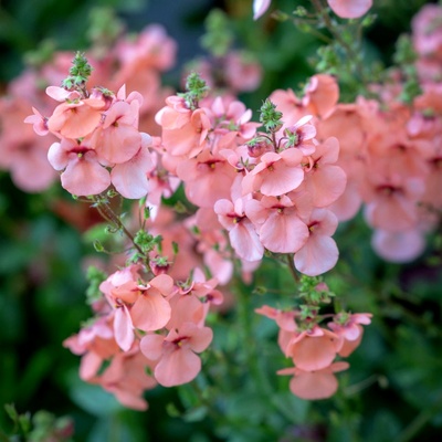 双距花种子双锯花长花期