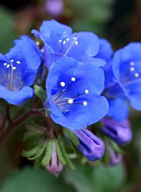 加州蓝铃花种子 蓝色铃铛花种籽荒漠铃铛沙漠风铃草耐荫盆栽花境