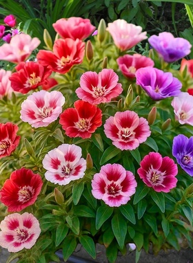 古代稀种子高代花晚春锦别春花古代希godetia花种籽盆栽花海春播