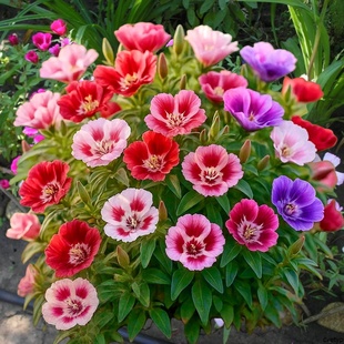 古代稀种子高代花晚春锦别春花古代希godetia花种籽盆栽花海春播