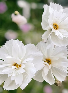 白色波斯菊种子玉颜FizzyWhite小清新白花耐热花期长新手易种花籽