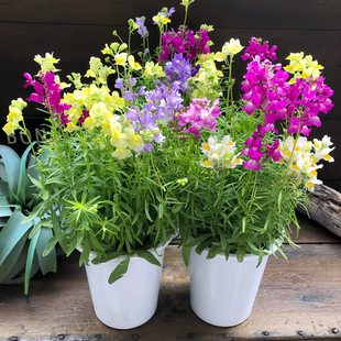 【柳穿鱼种子】龙面花姬金鱼花小金鱼草花种籽多年生宿根耐寒花卉