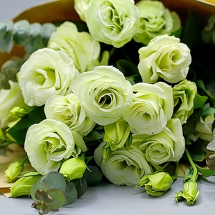 进口切花洋桔梗种子 星星烟灰紫色渐变重瓣洋桔梗种籽5粒春秋播