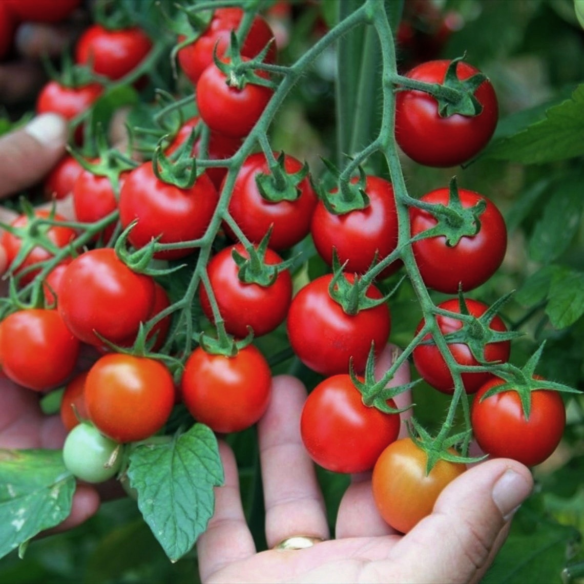 千禧圣女果种子小西红柿