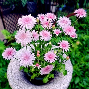 桃色千本蒲公英种子粉色蒲公英种子粉花蒲公英花种籽种孑蒲公英花