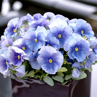 进口三色堇种子/普鲁斯浅蓝斑目/大猫脸花春秋播耐寒花期长矮生花
