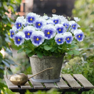 进口三色堇种子/普鲁斯金属蓝斑/大猫脸花春秋播耐寒花期长矮生花