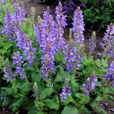 宿根多年生阳台盆栽鼠尾草种子