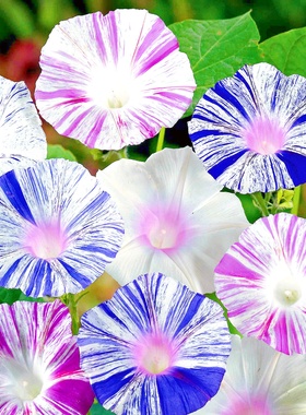 威尼斯大牵牛花种子条纹喇叭花朝颜花籽爬藤花卉种孑四季春播易种