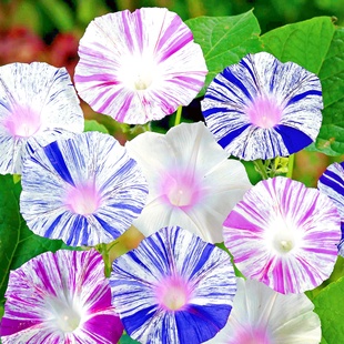 威尼斯大牵牛花种子条纹喇叭花朝颜花籽爬藤花卉种孑四季春播易种