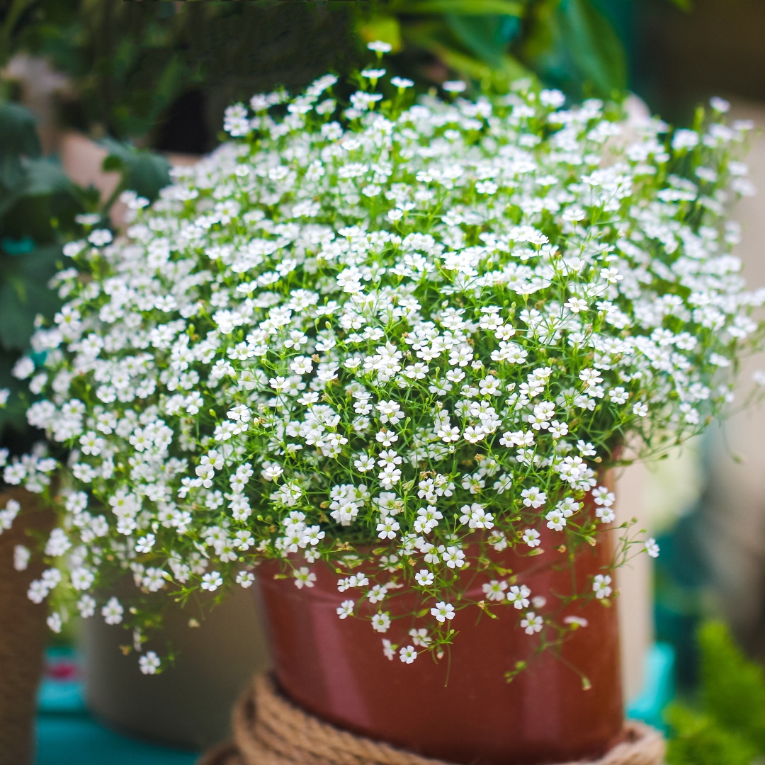 吉普赛满天星种子婚纱满天星