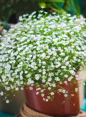 吉普赛满天星种子婚纱满天星迷你石头花白色小花种孑易活开花不断