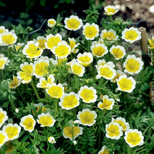 沼沫花种子白池花荷包蛋花种籽小清新白芒花小百花盆栽阳台春秋播