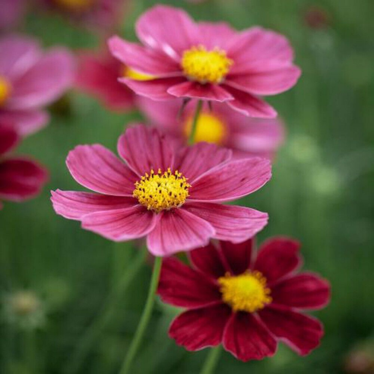 朱颜波斯菊种子 rubenza红宝石大花矮格桑花种籽阳台易种易活盆栽