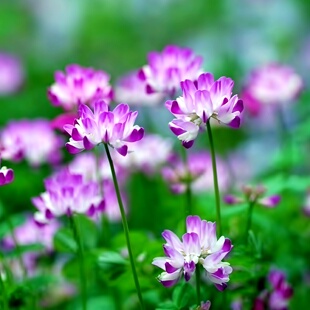 紫云英种子红花草蓮華草野花野趣绿肥饲料牧草蜜源植物草籽秋播