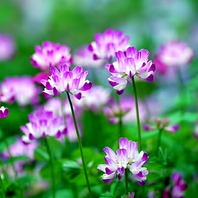 紫云英种子红花草蓮華草野花野趣绿肥饲料牧草蜜源植物草籽秋播