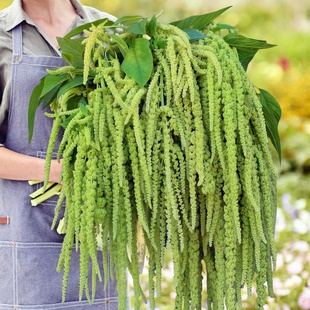 尾穗苋种子千穗谷天星米老枪谷仙人谷籽粒苋西粘谷小米菜耐热切花