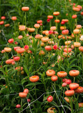 麦秆菊种子橙色麦杆菊蜡菊脆菊花种籽易活花卉阳台室内盆栽可干花