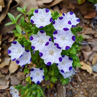 紫点喜林草种子五点粉蝶花籽婴儿蓝眼耐寒花卉孑庭院阳台花海地被