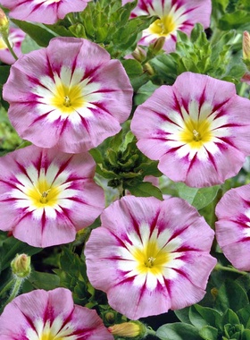 【三色旋花种子】垂吊喇叭花种籽春夏播种耐热阳台盆栽室外易种