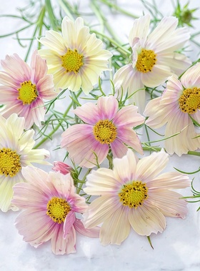 大花波斯菊种子黄波斯菊柠檬水lemonade花海易种开花格桑花种籽