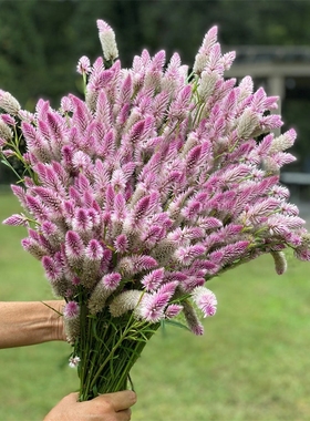 【青葙种子】青葙野鸡冠花种籽中药材狗尾草鸡冠苋花牛母窝草种籽