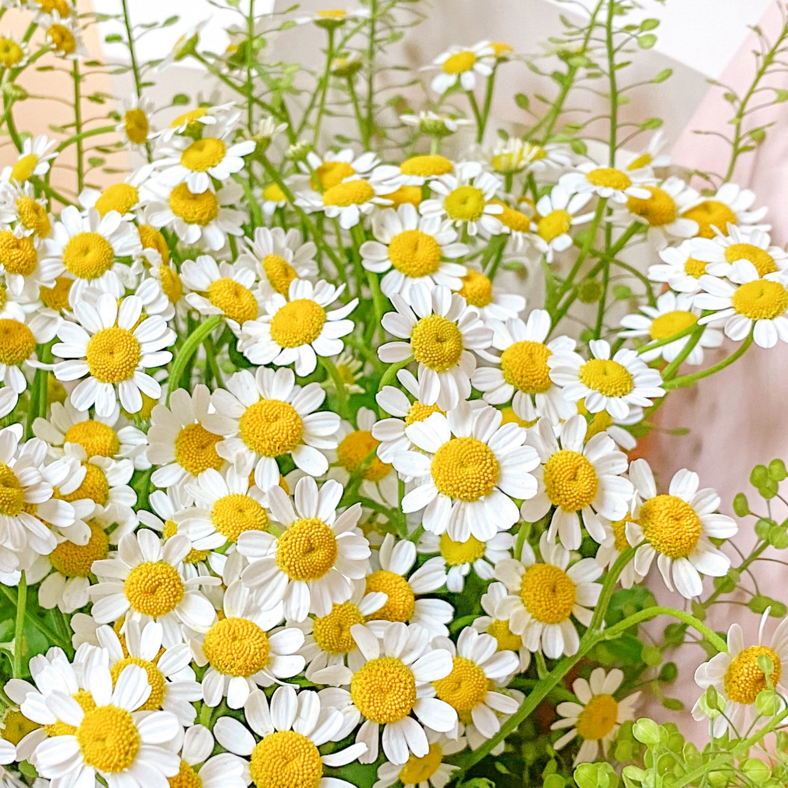 德国洋甘菊罗马洋甘菊种子