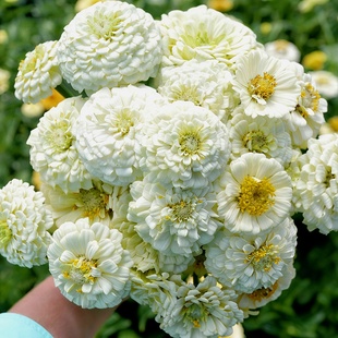 【白色大花百日草花籽】重瓣百日菊新手易种耐热花期长野花种子孑