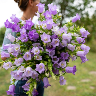 风铃草种子钟花混色多年生低矮