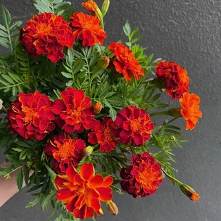 孔雀草种子小万寿菊红黄草西番菊臭菊花耐热新手易种盆栽花海景观