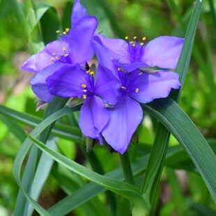 蓝花紫露草种子多年生宿根花卉耐荫耐寒四季兰花种籽孑花期长庭院